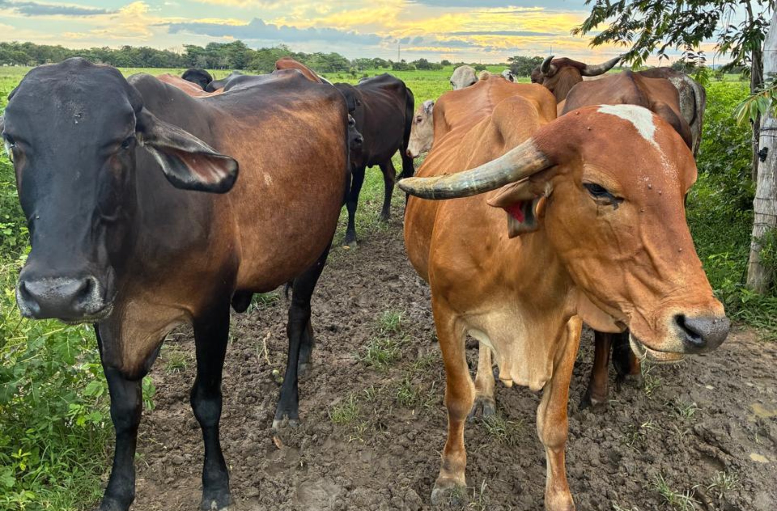 Vacinação de bezerras contra brucelose é obrigatória para proteger gado e humanos em RR