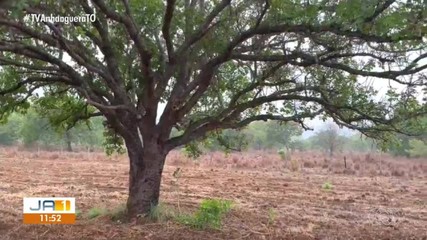 Tocantins tem alerta para a baixa umidade do ar