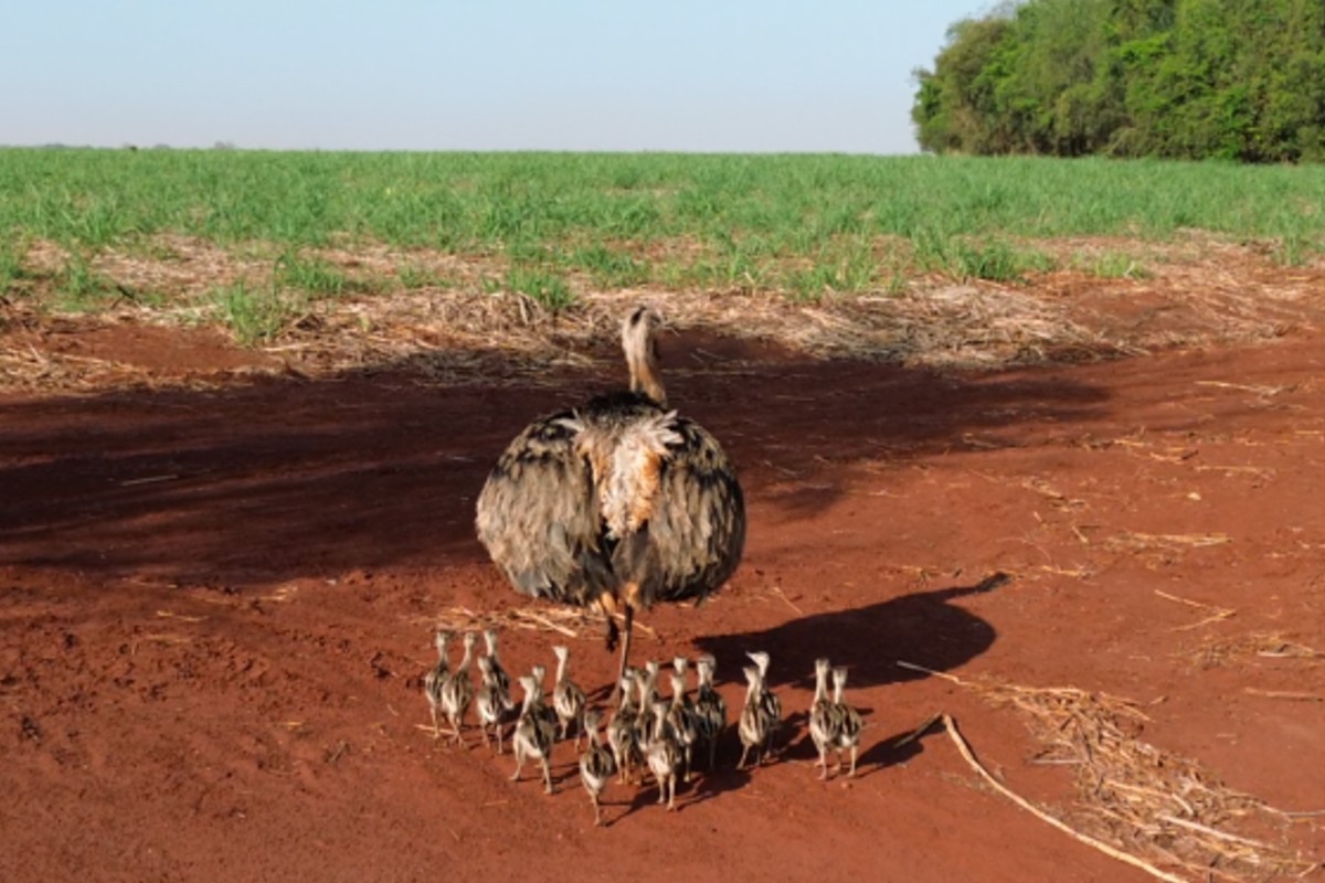 VÍDEO: 'papai' ema chama atenção ao reunir bando e cuidar de filhotes em fazenda de MS