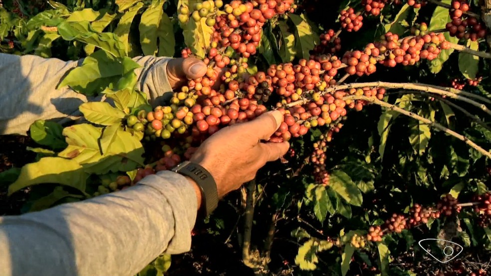 Com a saca sendo vendida a R$ 2,5 mil, produtores de café do Sul de Minas estão preocupados com a segurança durante a colheita — Foto: Reprodução/TV Gazeta