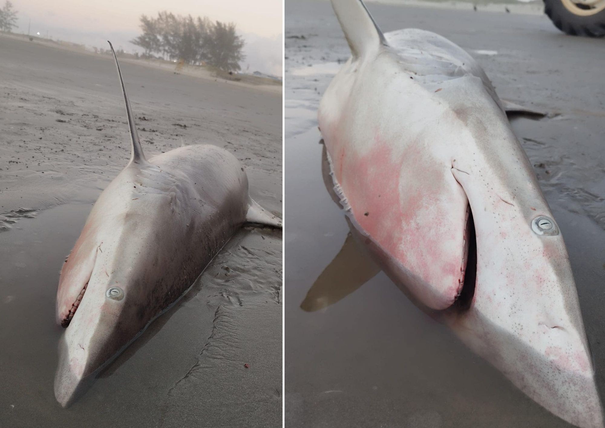 Tubarão é encontrado morto em praia no litoral de SP