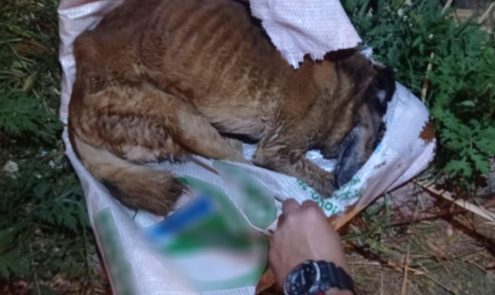 Suspeito deve ser indiciado pelo crime de maus-tratos — Foto: Cedida