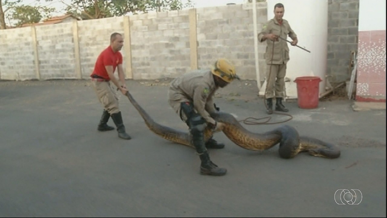 VÍDEOS: Jornal do Campo - TO deste domingo, 1º de março de 2026 