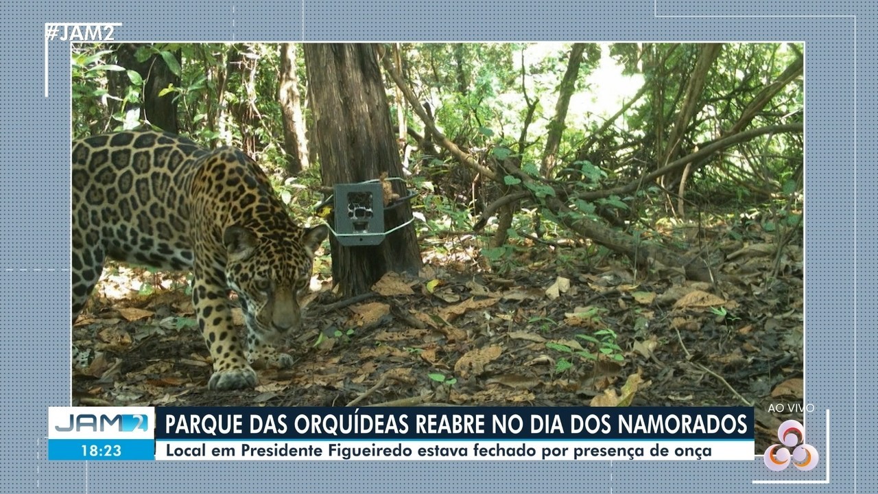 Parque das Orquídeas será reaberto após monitoramento confirmar ausência de onça-pintada e filhote no AM