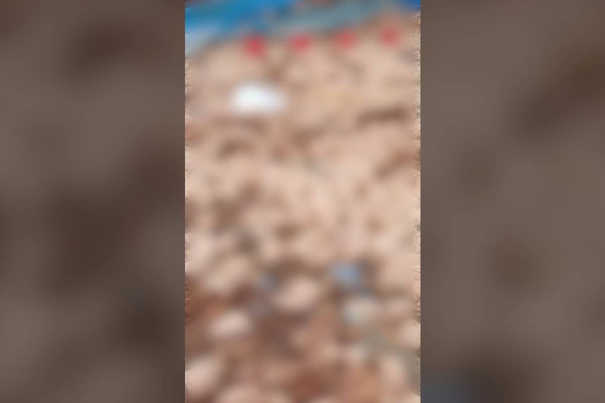 Vendaval deixa 20 mil frangos mortos em propriedade do Paraná; ventos chegaram a 124 km/h na cidade