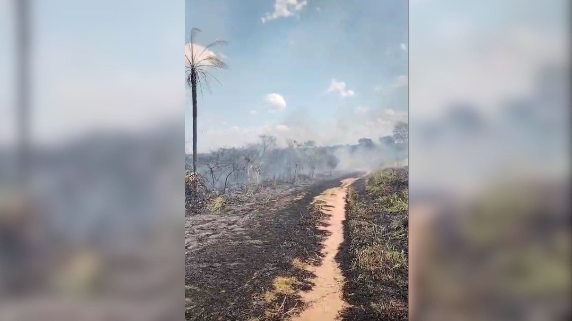 Bombeiros trabalham para conter incêndio na área conhecida como antigo IPA em Rio Preto