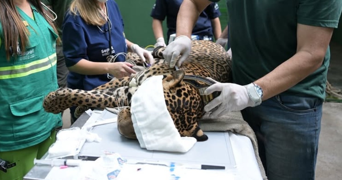 Onça-pintada baleada no Rio Negro é solta em floresta no AM com coleira de monitoramento