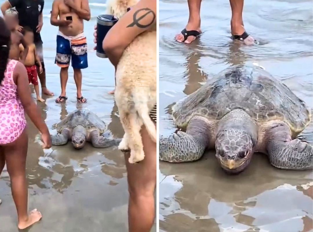 Tartaruga de 40 quilos e ameaçada de extinção é encontrada em Praia Grande; VÍDEO  