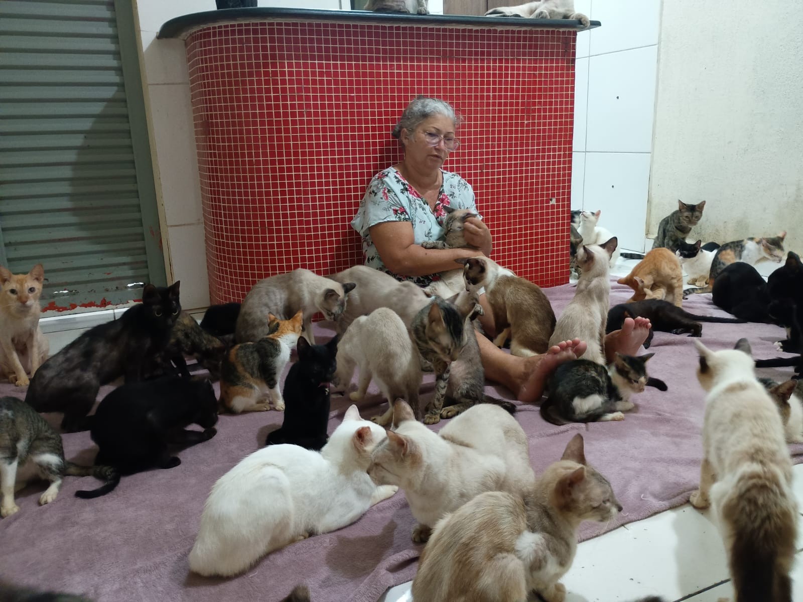 Com 150 animais abrigados, diarista sonha em sair do aluguel e construir casa própria no AC: 'Ter vida digna'