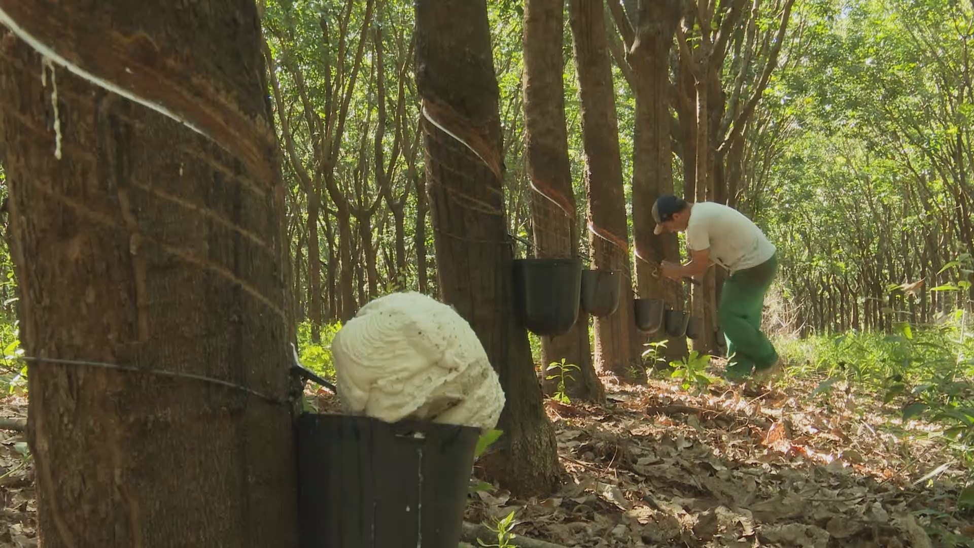 Paraná lidera produção nacional de látex com cerca de 2 mil toneladas por ano