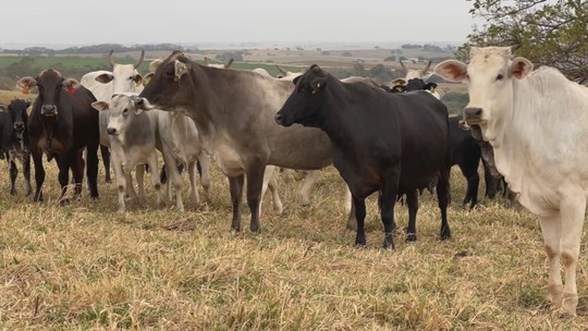 Plantas tóxicas podem colocar a boiada em risco - Plantas tóxicas em pastagens representam risco para o gado, mesmo com técnicas de manejo e uso de herbicidas, criadores alertam sobre a necessidade de identificação e eliminação das ervas, muitas vezes invisíveis aos olhos e que podem causar morte súbitas em animais caso sejam ingeridas.