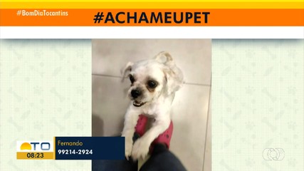 Tutor pede ajuda para encontrar cachorro que desapareceu em Palmas