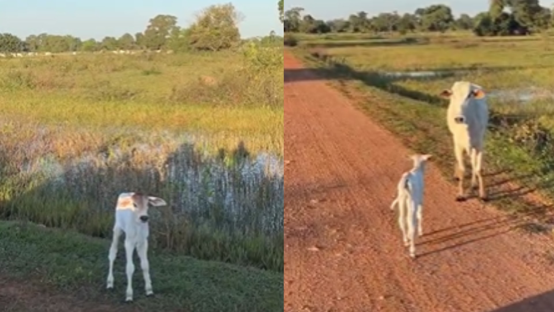 Maternidade e fofura: Bezerro chama pela mãe ao não conseguir atravessar por água no Pantanal