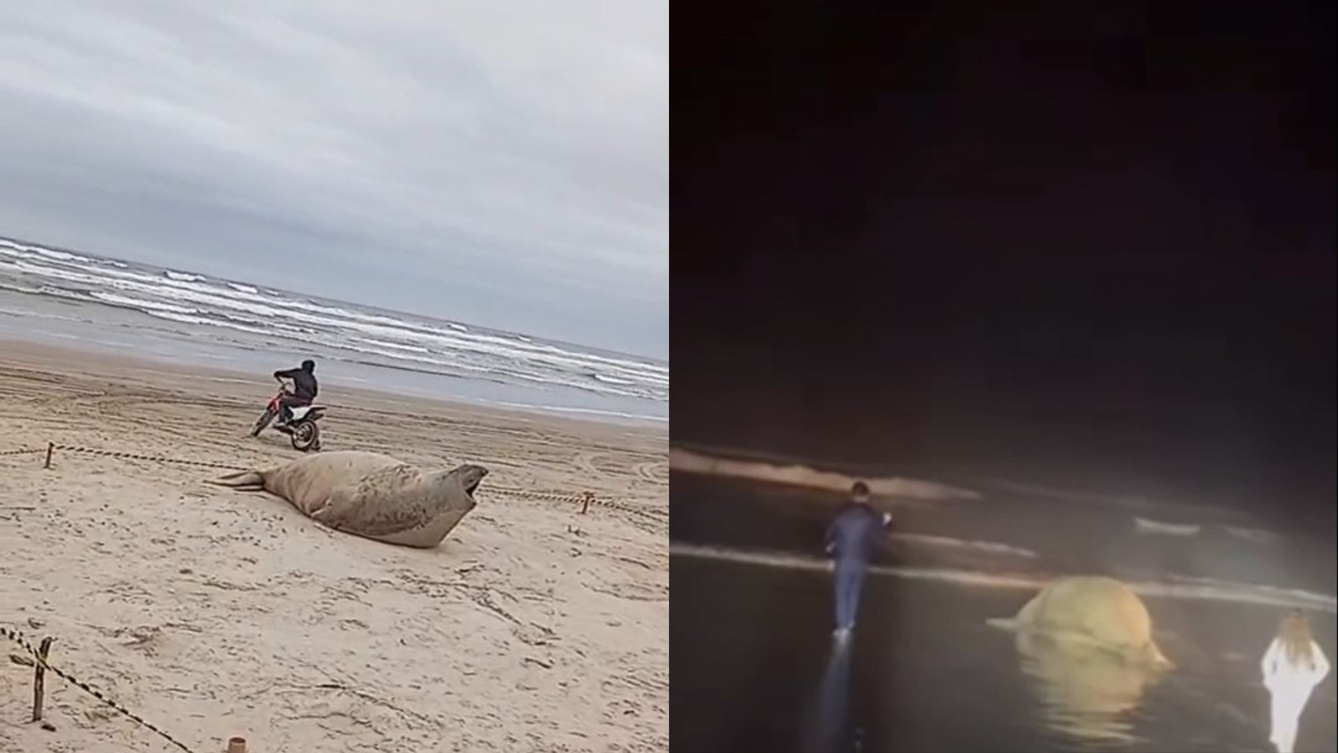 VÍDEO: Elefante-marinho é importunado e perseguido por grupo de pessoas e foge para o mar em SC
