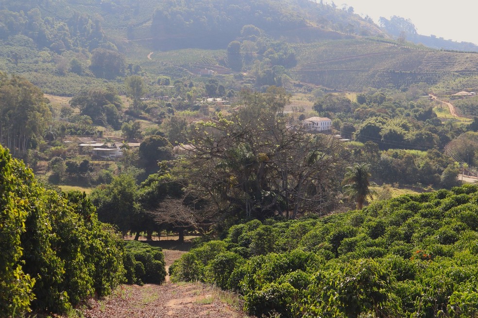 Paineira centenária em cafezal de Cabo Verde (MG) apita quando avaliada por detector de metal — Foto: Coletivo Memora