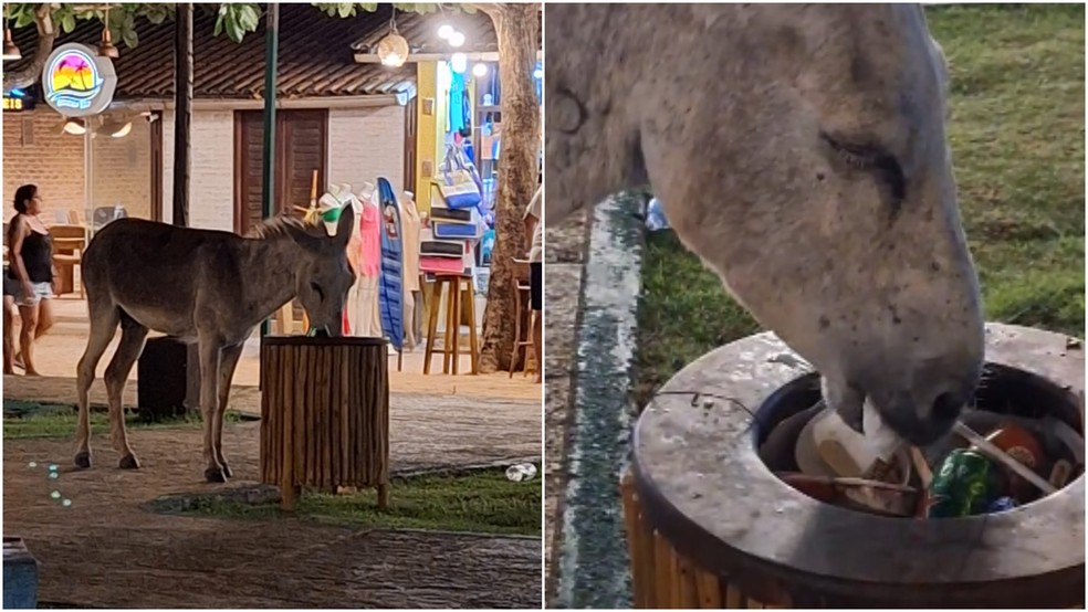Jegue é visto comendo lixo em Jericoacoara. — Foto: Reprodução