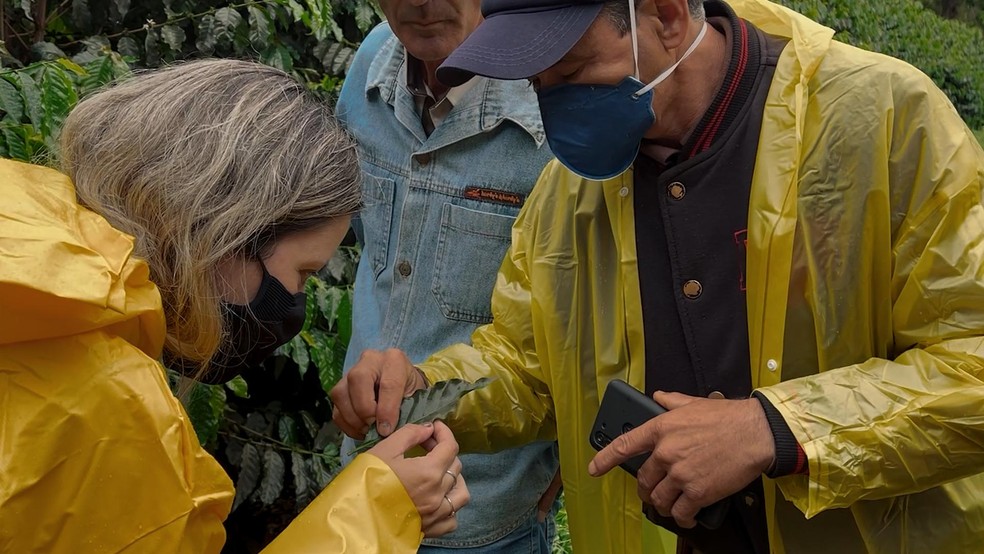 DNA do solo orienta cultivo em fazenda de café no Sul de Minas - Crédito: Gustavo Coetti