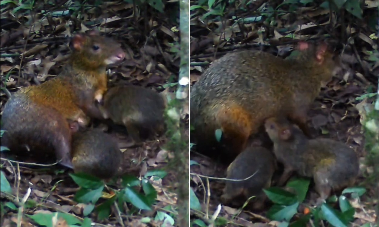 Câmera instalada para flagrar tatu registra cutia cuidando dos filhotes no interior de SP