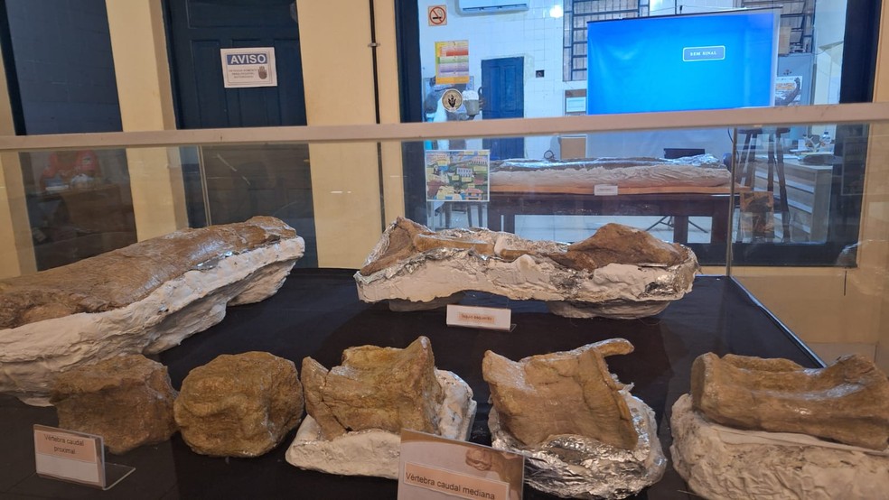 Partes do esqueleto fossilizado do 'dinossauro de Davinópolis' em exposição, em São Luís — Foto: Elver Luís Mayer