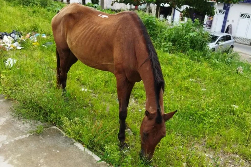 Praia Grande passa a oferecer serviço gratuito para remoção de animais de grande porte em vias públicas