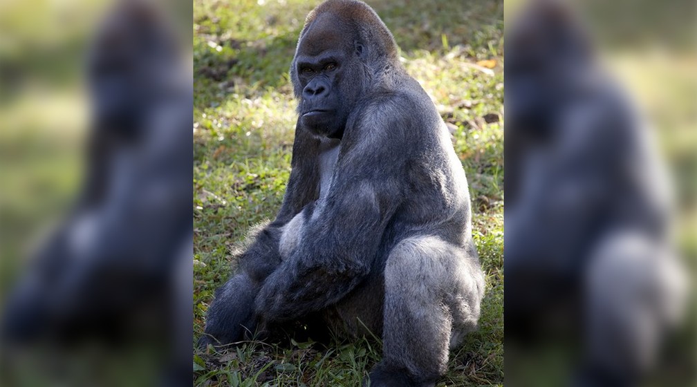 Gorila macho mais velho do mundo morre aos 61 anos nos EUA | G1