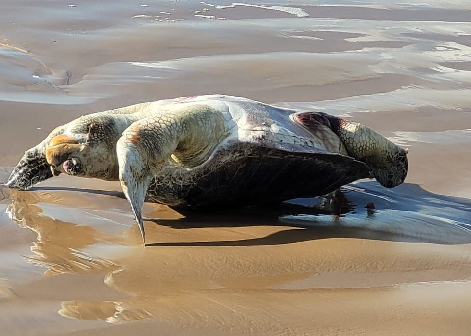 Tartaruga-marinha é encontrada morta em praia da Grande Aracaju 