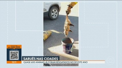 DF1 em 28 de setembro de 2026: Destaques da Programação Local - imagem 5