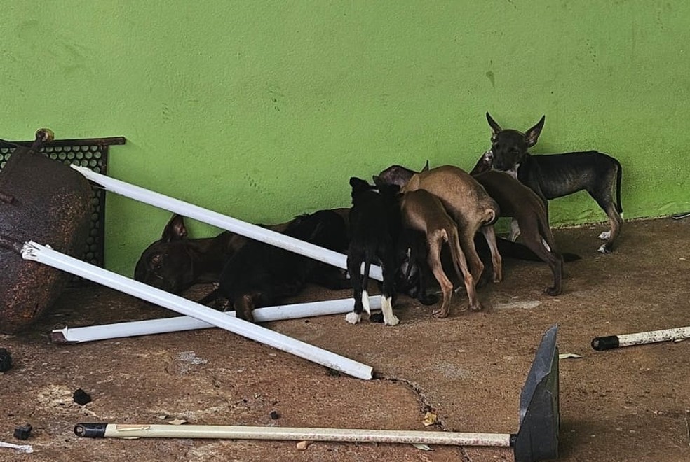Cachorros desnutridos são resgatados e tutor recebe multa de R$ 27 mil por maus-tratos, em Presidente Epitácio (SP) — Foto: Polícia Ambiental