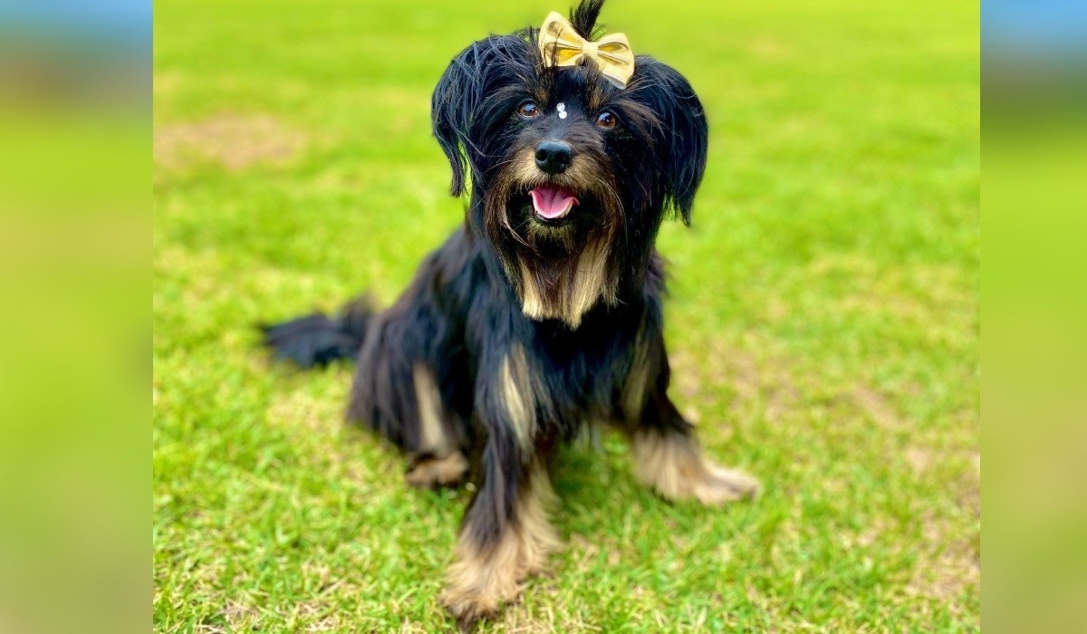 Você Não Tá Convidada pro Meu Bat Mitzvá!