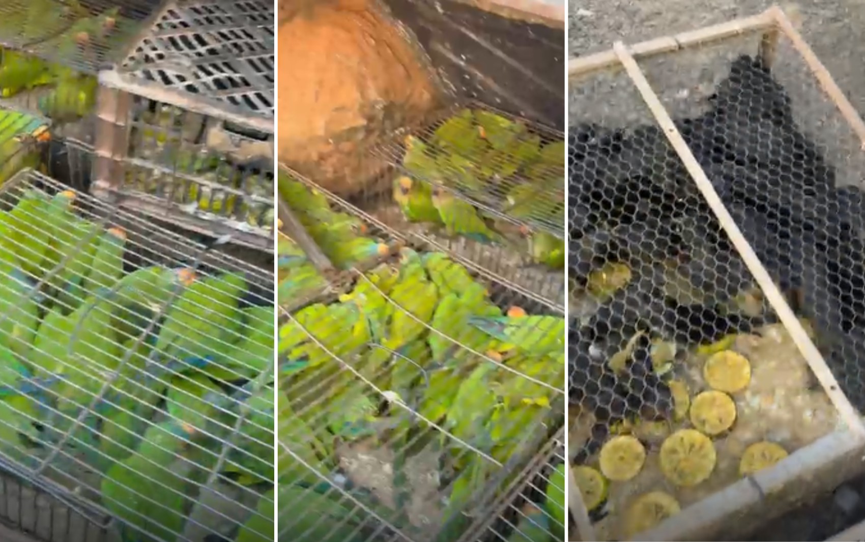 Dupla é presa com 290 aves dentro de porta-malas de veículo na Rodovia Anhanguera, em Cravinhos, SP