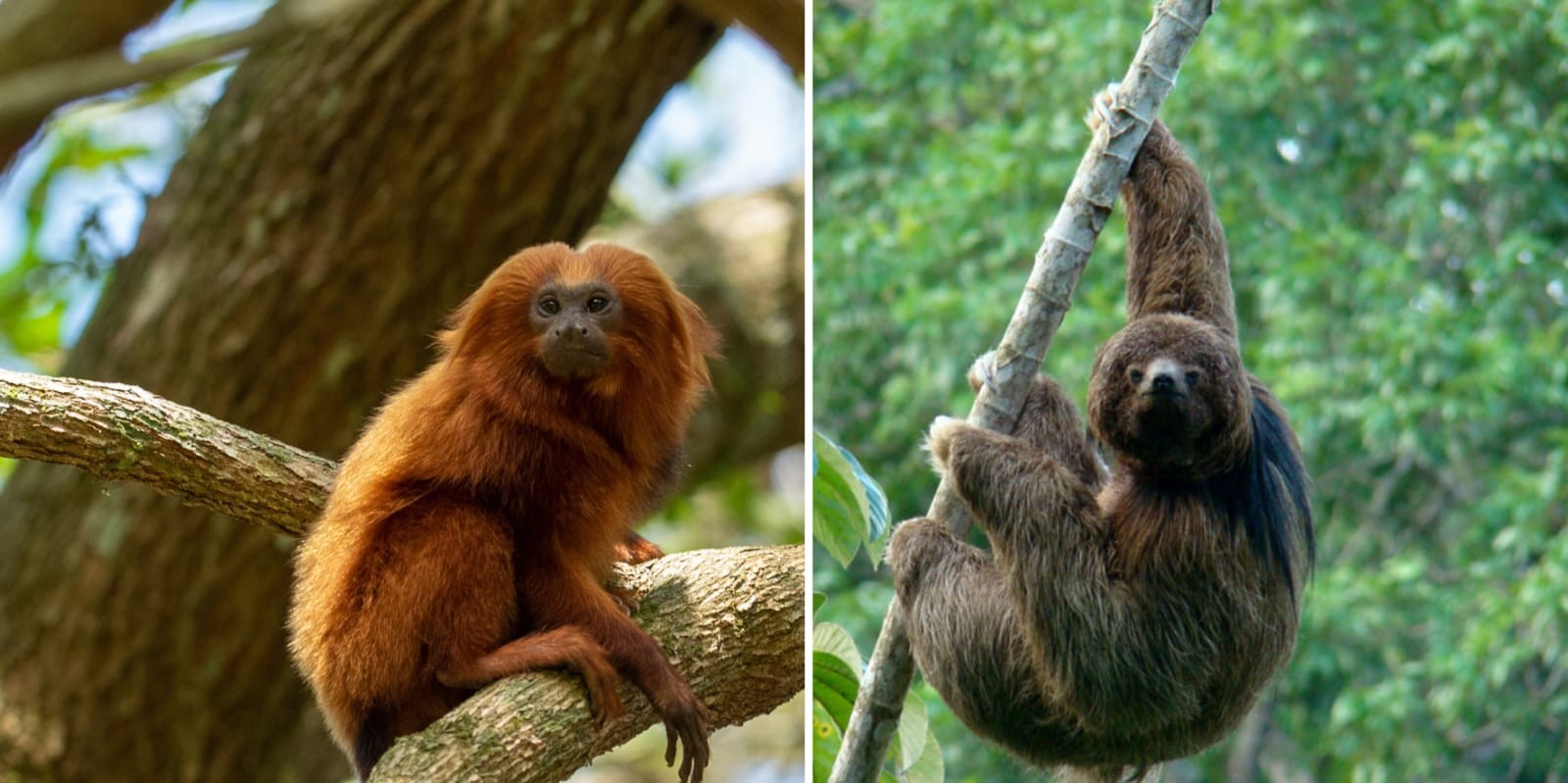 Rede de ciência cidadã 'MICOnsciência' é lançada pela AMLD