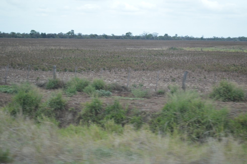 Chaco paraguaio está passando por processo de mudança, passando de uma produção de pecuária extensiva para uma agrícola — Foto: Anderson Viegas/g1 MS