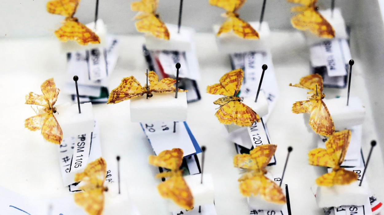 Oito novas mariposas são descobertas e recebem nomes de orixás; veja quais