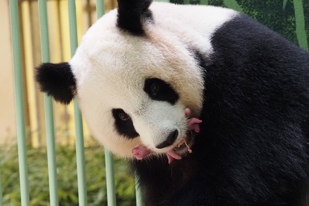 Como os pandas gigantes escaparam da lista de animais ameaçados de extinção  - Ciência - Estado de Minas