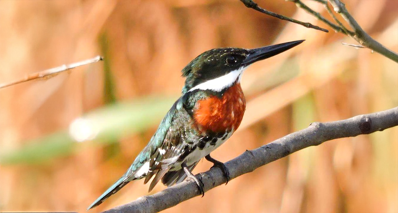 Programação gratuita conta com música, literatura e conexão com a natureza em Presidente Prudente