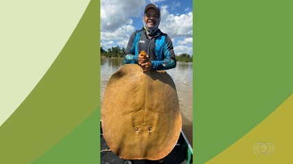 Pescador fisga arraia com mais de um metro de comprimento