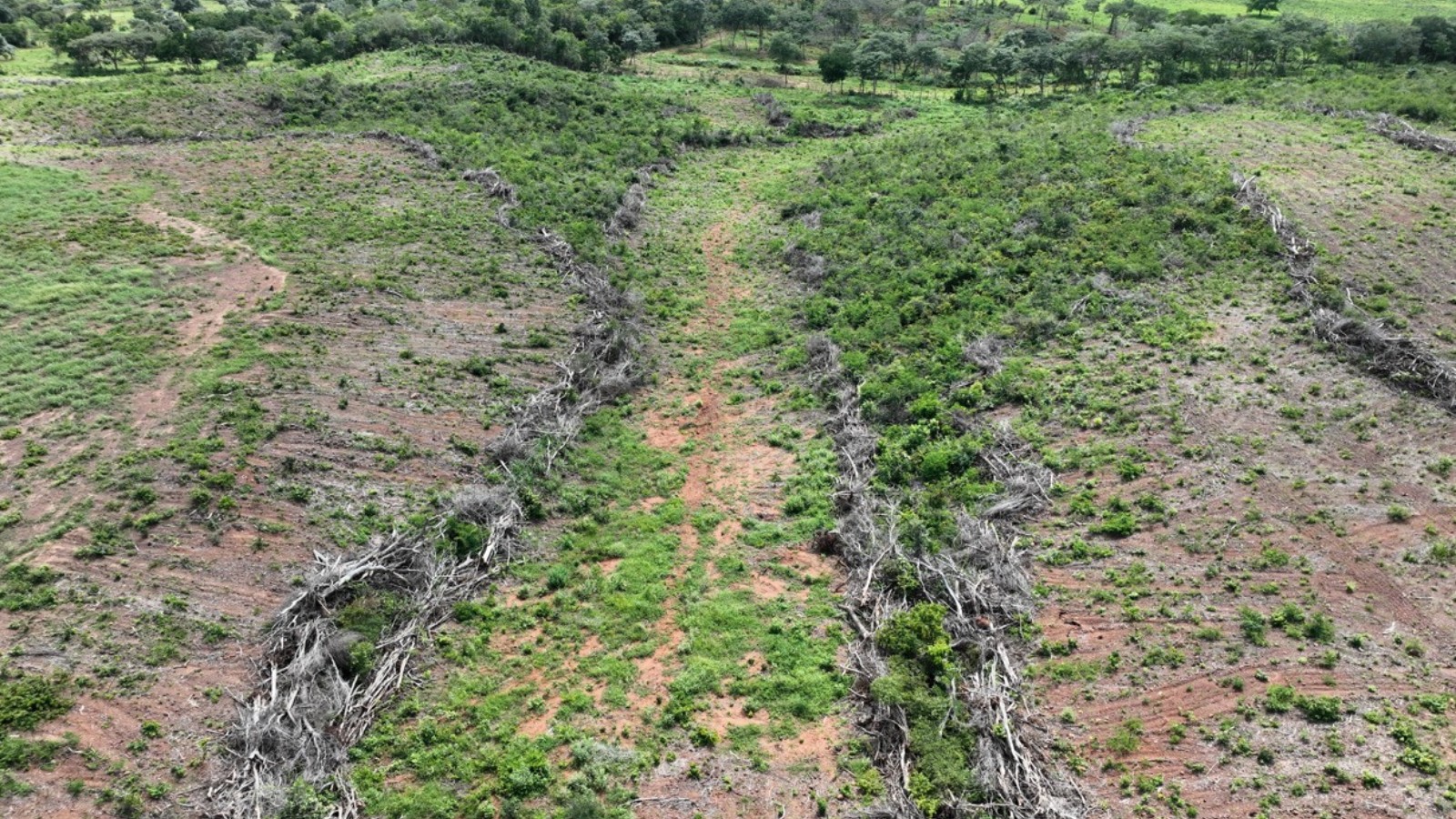 Mais de 1.500 hectares desmatados são identificados no Piauí; multas podem ultrapassar R$ 2 milhões