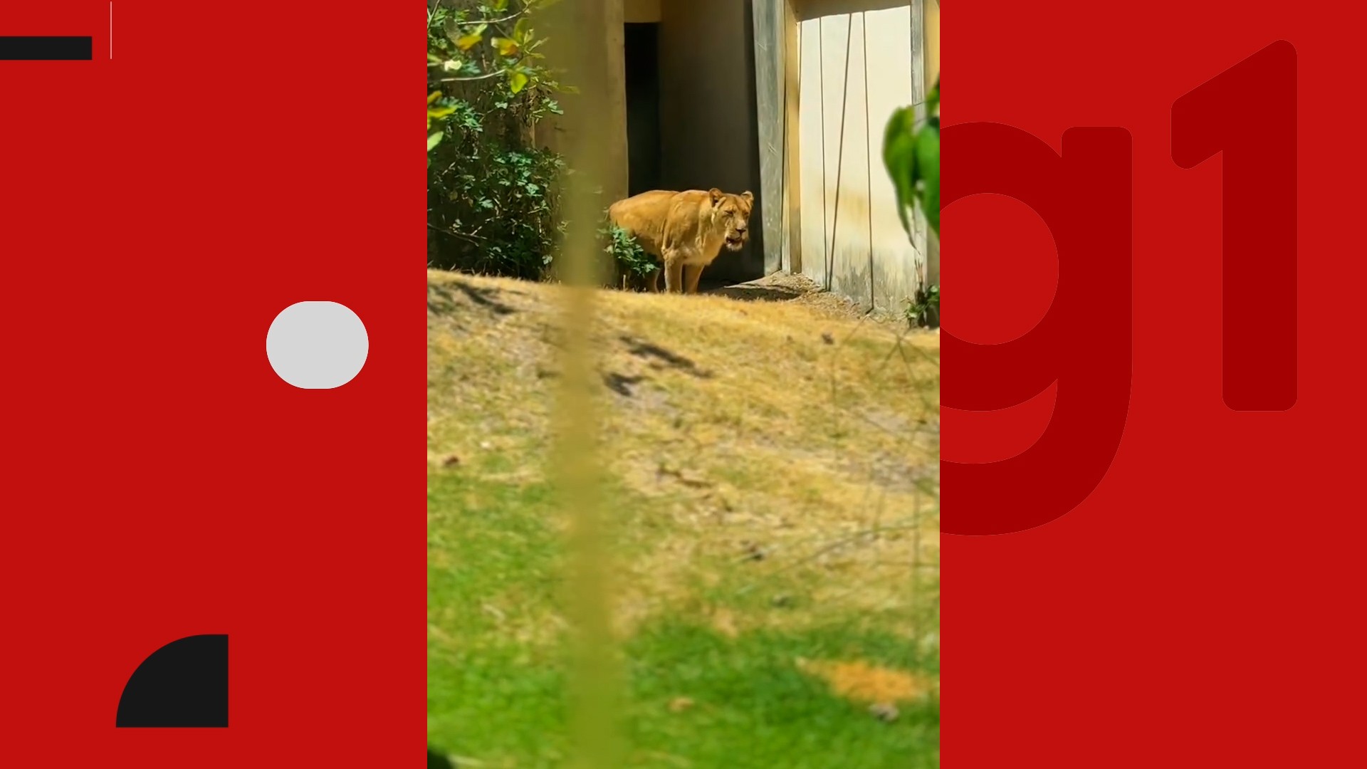 Leoa volta ao recinto de zoológico na Paraíba após morte de jovem e período em isolamento