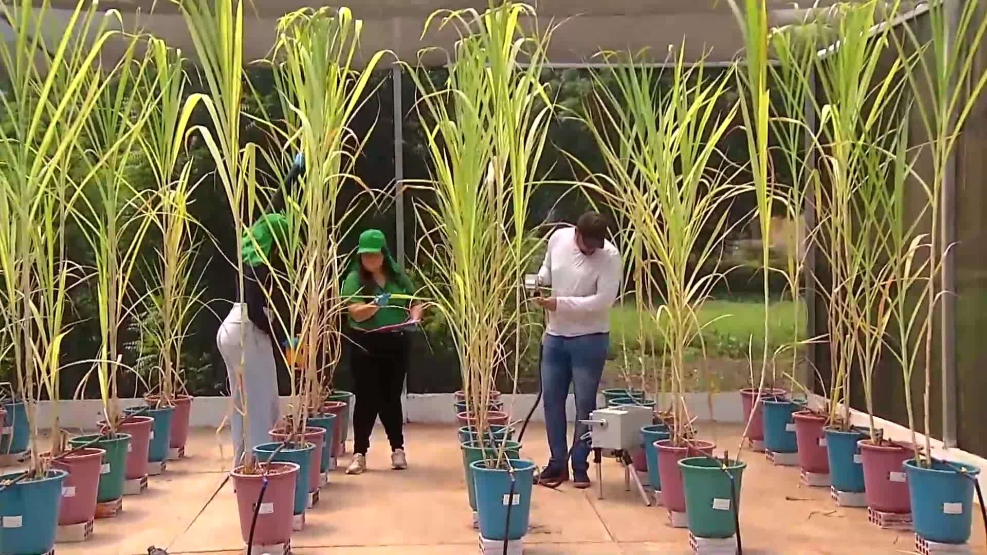 VÍDEOS: Inter TV Rural deste domingo, 12 de abril de 2026