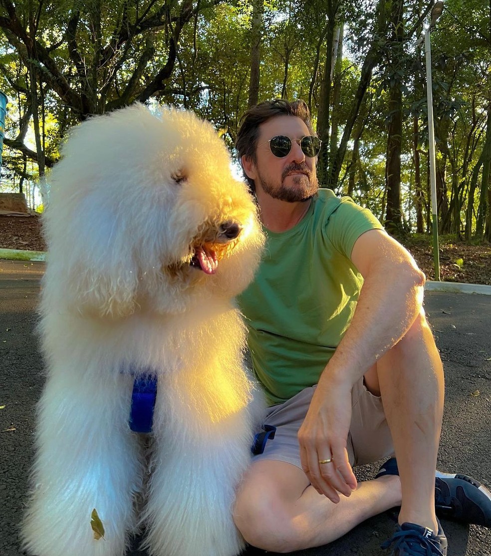 Poodle Gigante faz sucesso em Chapecó — Foto: Redes sociais/ Reprodução