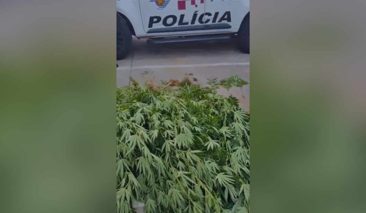 Mãe entrega filho e revela à PM cultivo de 11 pés de maconha em quintal de casa em Dracena