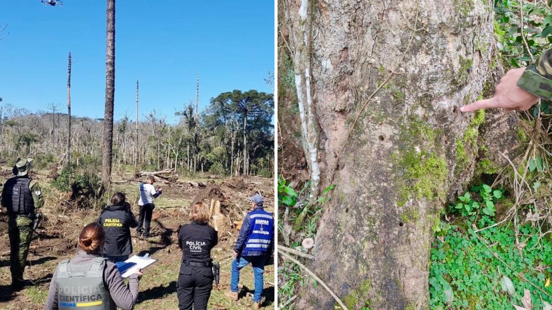 Produtor rural recebe multa de R$ 862 mil por envenenar e cortar árvores em área de 1 milhão de m², no Paraná