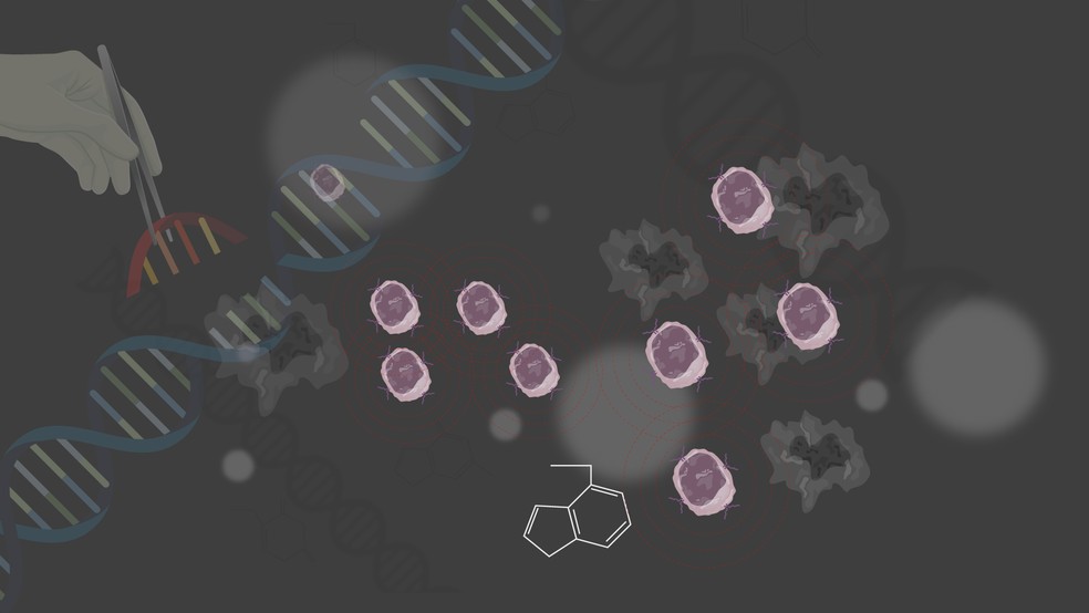 CAR-T Cell: Linfócitos retirados do paciente e modificados em laboratório voltam à corrente sanguínea e combatem células cancerígenas; — Foto: Arte/g1