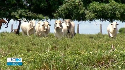 Veja os destaques do Jornal do Campo deste domingo (29)
