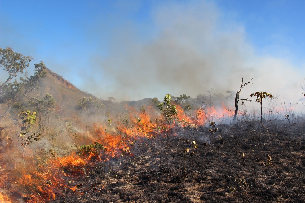 Fogo na floresta é visto como destruição, mas pode ser fator ecológico fundamental para algumas vegetações — Foto: Alessandra Fidelis/Arquivo Pessoal