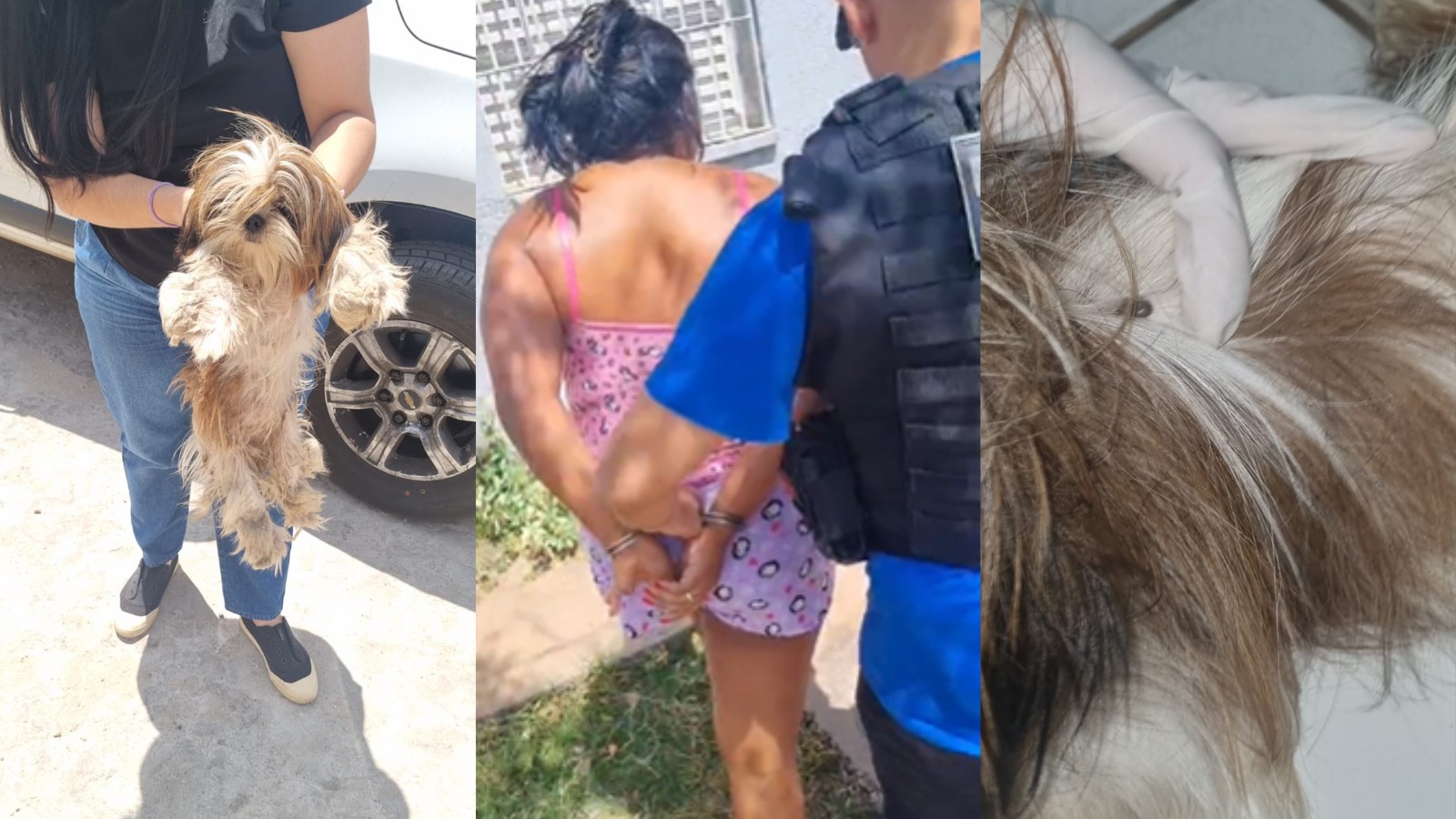 Suspeita de manter cadela exposta ao sol, sem água e comida é presa no Piauí; mulher desacatou policiais