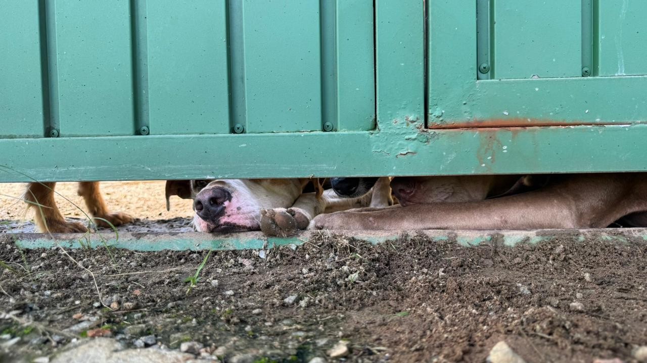 Homem é preso suspeito de manter cerca de 60 cães em situação de maus-tratos em São Roque