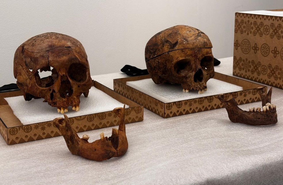 Crânios são estudados pela USP em SP — Foto: Carlos Henrique Dias/TV Globo