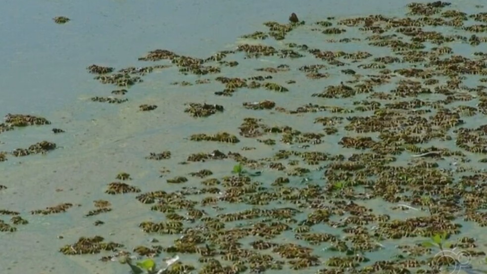Cor esverdeada e mau cheiro de afluente do Rio Tietê preocupa a população em Penápolis (SP) — Foto: Reprodução/TV TEM