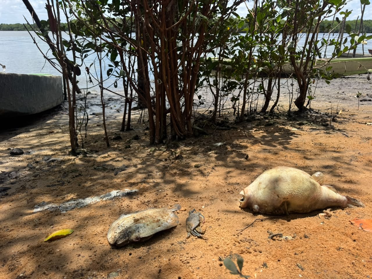 Sem trabalhar, pescadores cobram respostas após mortandade de peixes no Rio Potengi